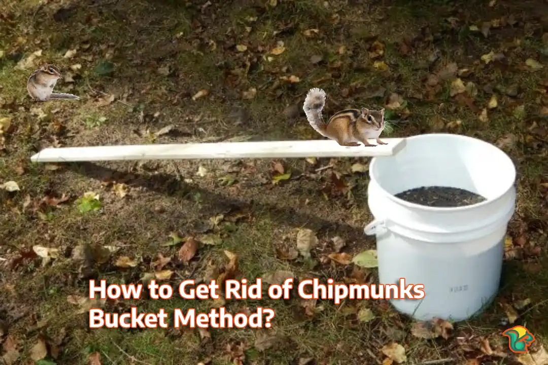 How to Get Rid of Chipmunks Bucket Method?