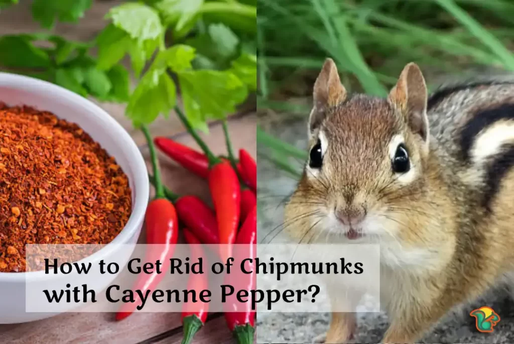 How to Get Rid of Chipmunks with Cayenne Pepper?