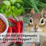 How to Get Rid of Chipmunks with Cayenne Pepper?