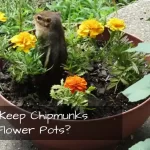How to Keep Chipmunks out of Flower Pots?