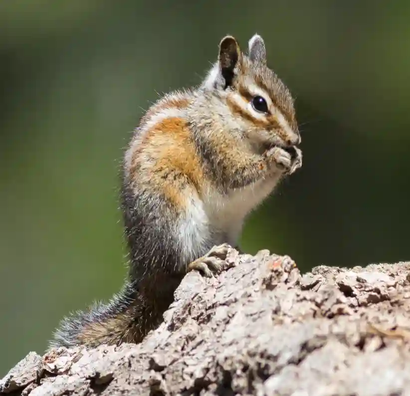 chipmunks picture 1