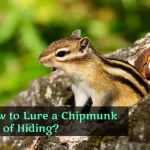 How to Lure a Chipmunk out of Hiding?