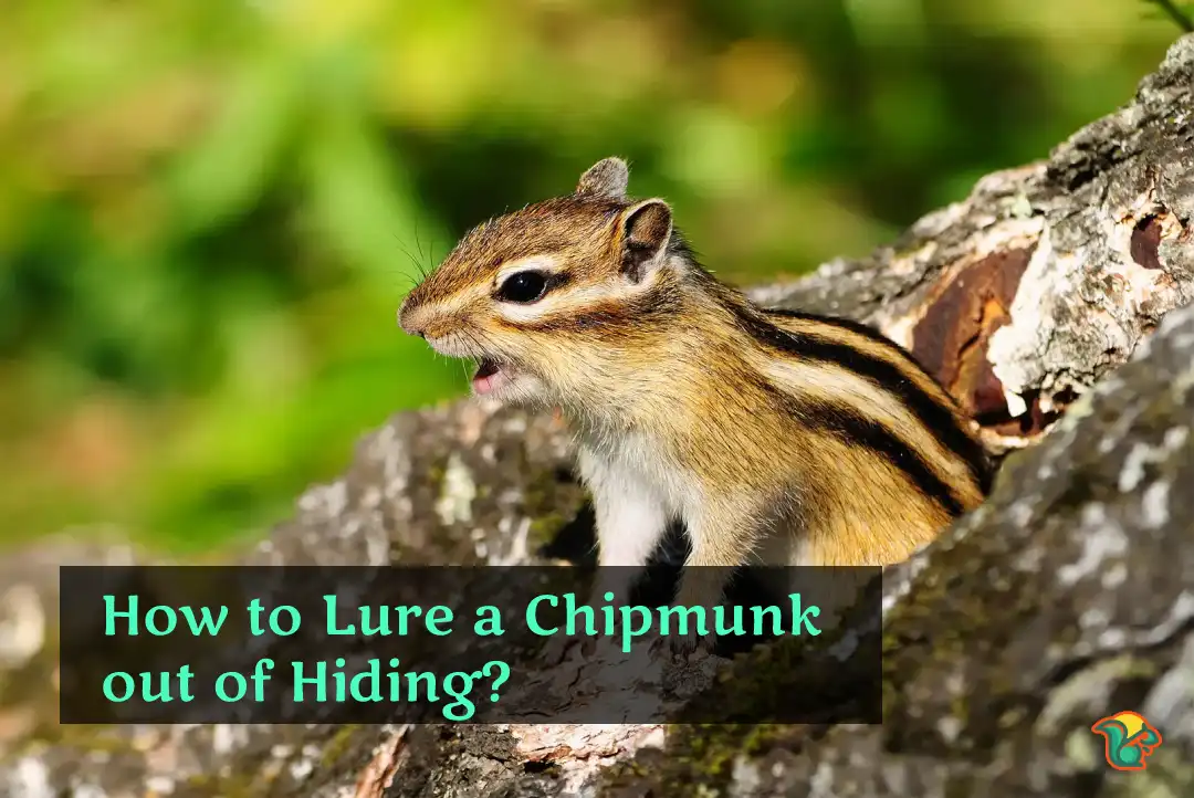 How to Lure a Chipmunk out of Hiding?