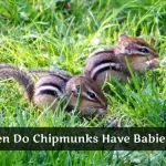 When Do Chipmunks Have Babies?