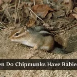 When do Chipmunks Come out of Hibernation?