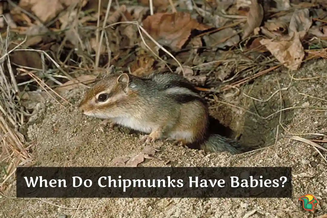 When do Chipmunks Come out of Hibernation?