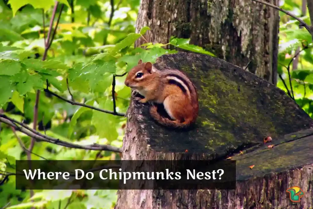 Where Do Chipmunks Nest