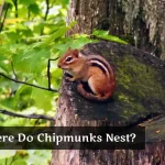 Where Do Chipmunks Nest