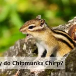 Why do Chipmunks Chirp?