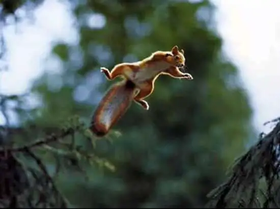 Can a squirrel survive a fall from any height