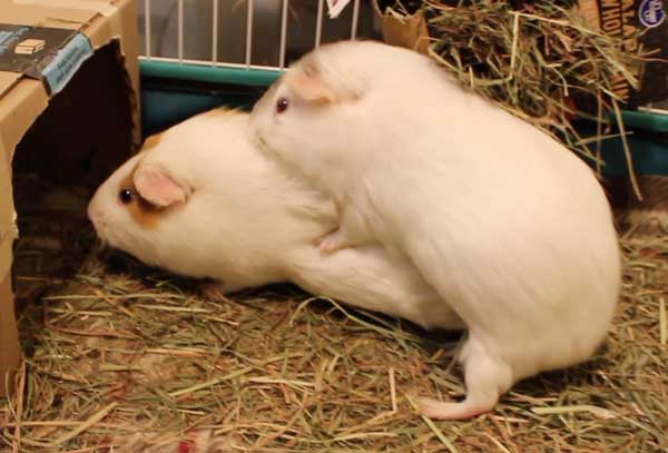 Why is my female guinea pig mounting my other female