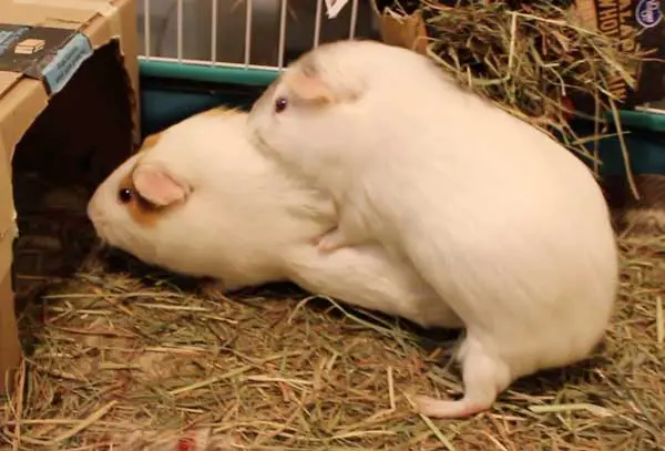Do female guinea pigs hump