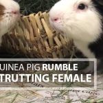 Guinea Pig Rumble Strutting Female