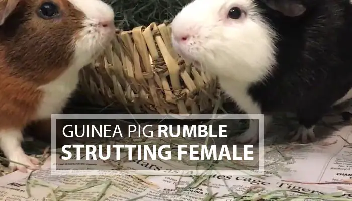 Guinea Pig Rumble Strutting Female | Learn Why And How They Do It