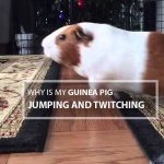 Why Is My Guinea Pig Jumping And Twitching