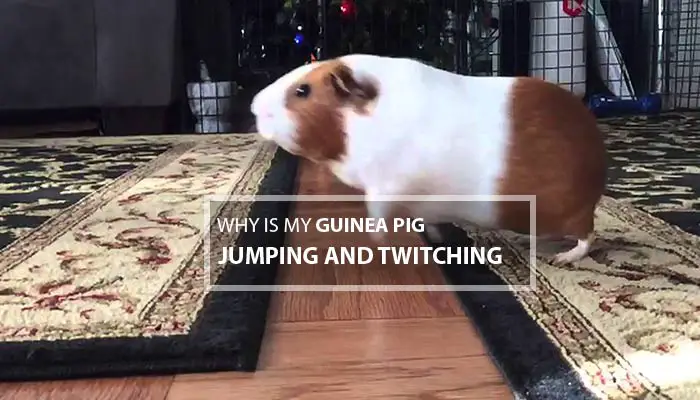4 Reasons Why Is My Guinea Pig Jumping And Twitching | Learn How To Cure Them