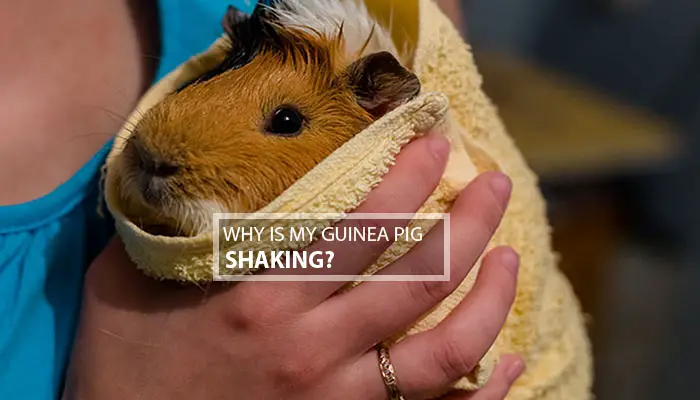 Why Is My Guinea Pig Shaking | Know The Core Facts