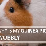 Why Is My Guinea Pig Wobbly