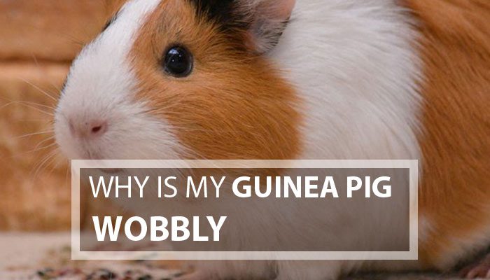 Why Is My Guinea Pig Wobbly