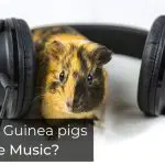 Do Guinea pigs like music?