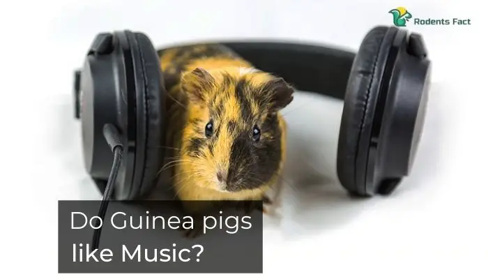 Do Guinea pigs like music?