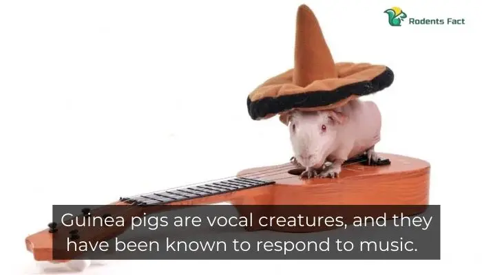 Guinea pigs are vocal creatures, and they have been known to respond to music.