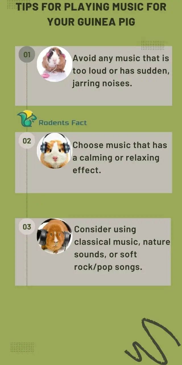 Do Guinea Pigs Like Music? The Definitive Answer