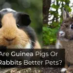 Are Guinea Pigs Or  Rabbits Better Pets