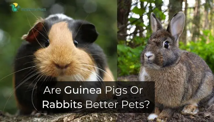 Are Guinea Pigs Or  Rabbits Better Pets