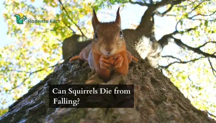 Can Squirrels Die from Falling? | Know The Real Facts