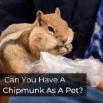 Can You Have A Chipmunk As A Pet