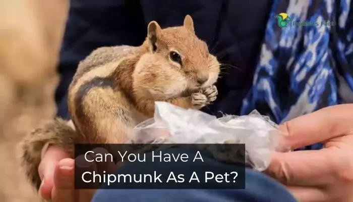 Can You Have A Chipmunk As A Pet