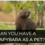 Can you have a Capybara as a Pet