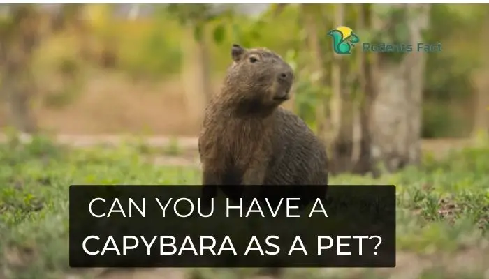 Can you have a Capybara as a Pet?