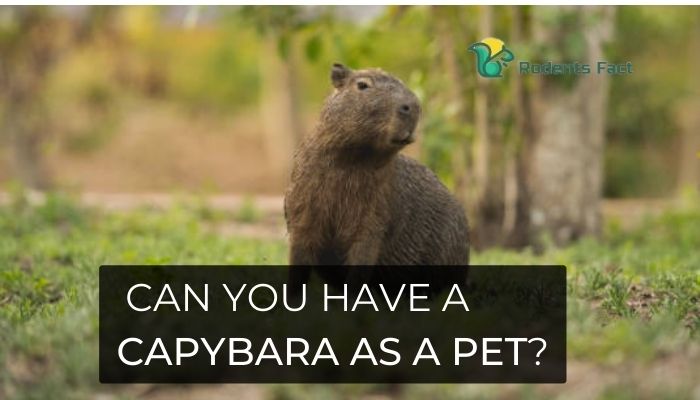 Can you have a Capybara as a Pet