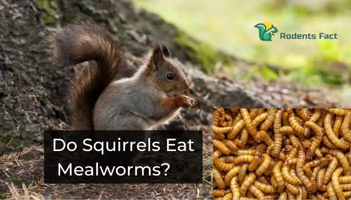 Do Squirrels Eat Mealworms