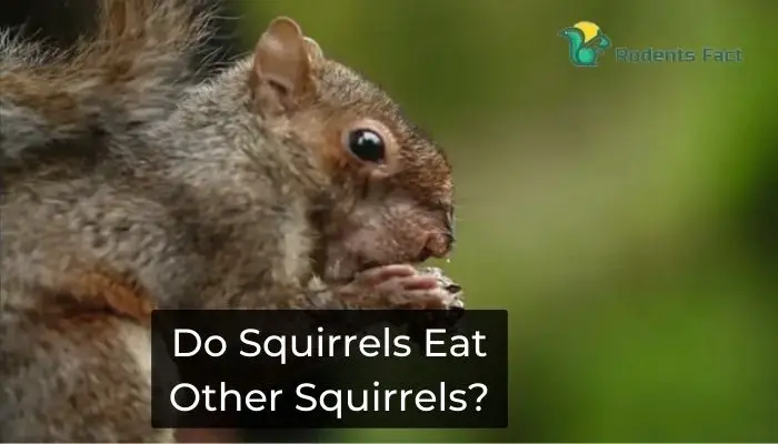 Do Squirrels Eat Other Squirrels