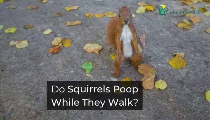Do Squirrels Poop While They Walk