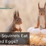 Do squirrels eat bird eggs