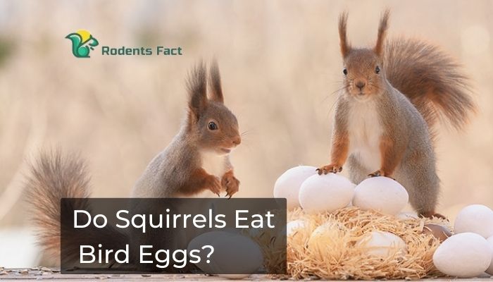 Do squirrels eat bird eggs