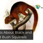 Facts About Black and Red Bush Squirrels