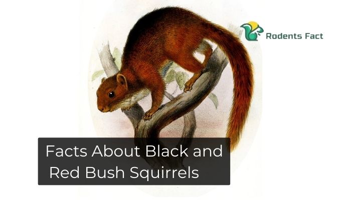 Facts About Black and Red Bush Squirrels | A to Z Information