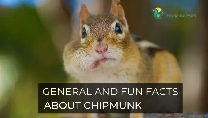  General and fun facts about chipmunk