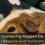 Guinea Pig Ragged Ear - Reasons And Solutions