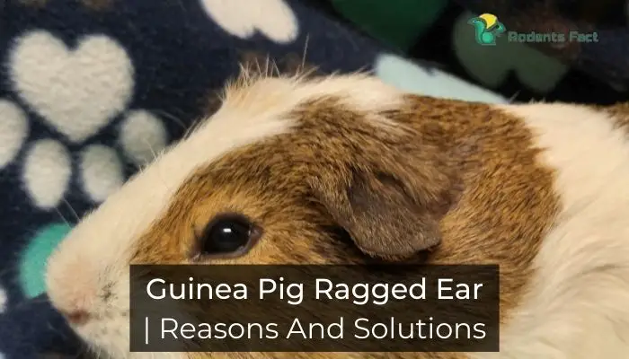 Guinea Pig Ragged Ear | Reasons And Solutions