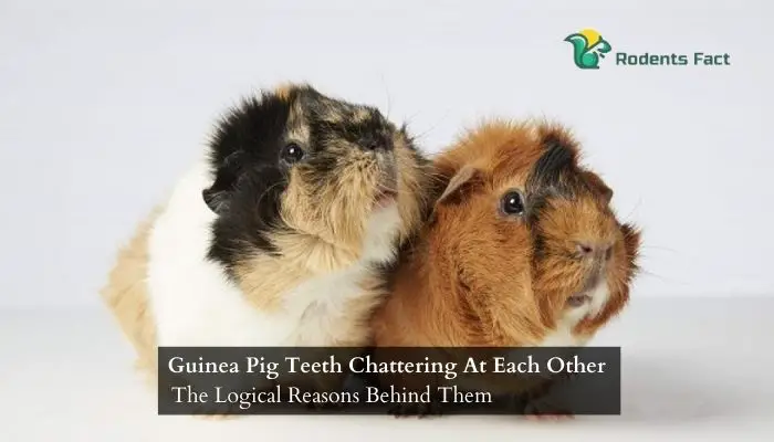 Guinea pig teeth chattering at each other