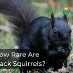 How Rare Are Black Squirrels