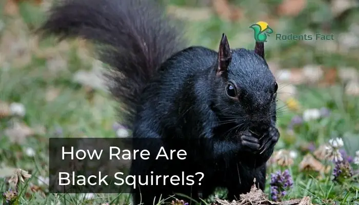 How Rare Are Black Squirrels? | Know Where They Found