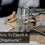 How To Catch A Chipmunk