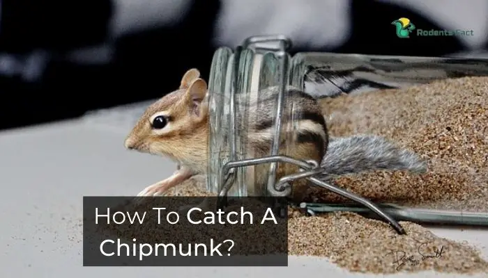 How To Catch A Chipmunk | 3 Proven Ways